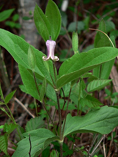 {Clematis fremontii}